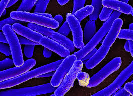 A New Study Has Revealed a Link Between Gut Bacteria and Parkinson’s Disease