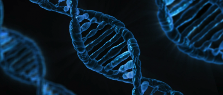 Now That Scientists Can Read the Human Genome, They Want to Write One
