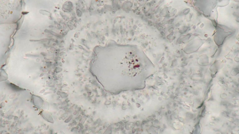 Scientists Just Found Fossils Containing the Oldest Evidence of Life on Earth