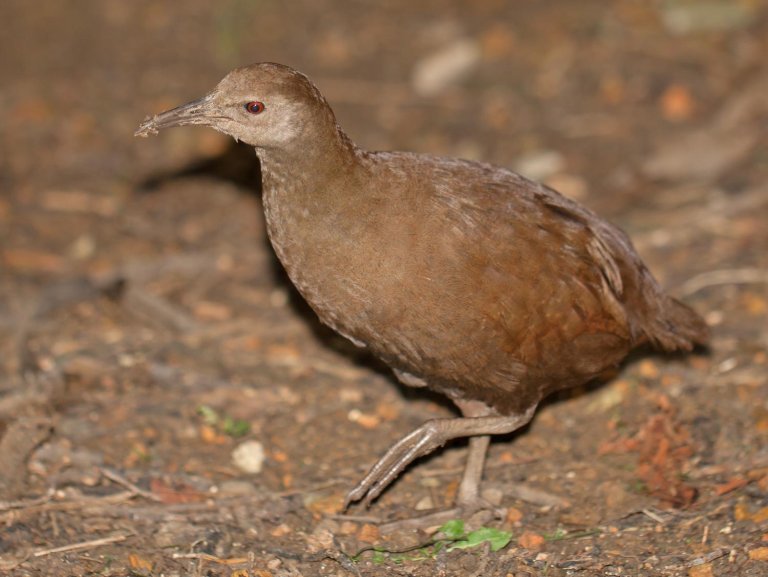 The Cost of Resurrecting Extinct Species Could be Devastating