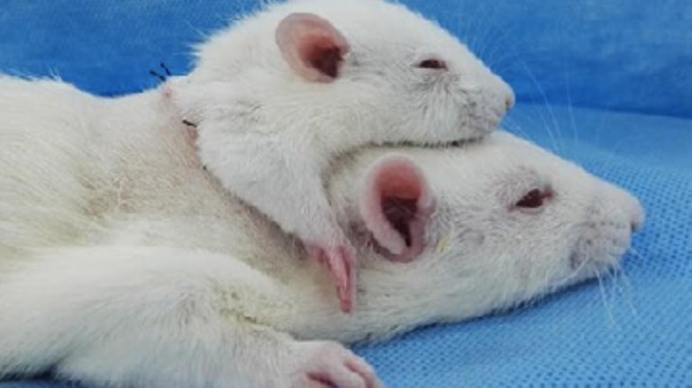 Scientists Transplanted A Rat’s Head Onto Another Rat, Hoping to Replicate It in Humans