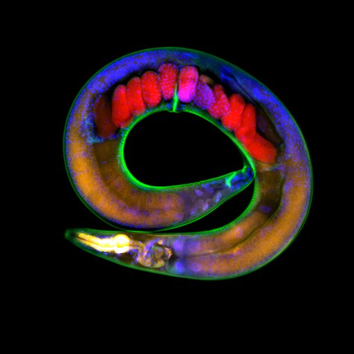 *3* Genetically Modified Worms were shown to Glow for 14 Generations