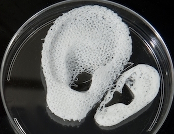 3D Printed Ear Scaffolds. Photo source: WFIRM