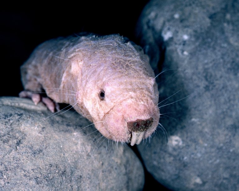 Rats That Live 30 Years, Rarely Get Cancer, and Feel No Pain Are Revolutionizing Medicine