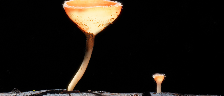 “Glowing Mushroom” Discovery Could Revolutionize Biology