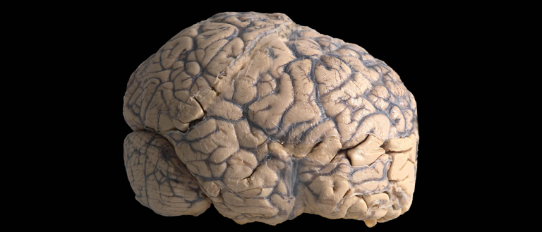 We May Be Completely Wrong About How Our Brains Form Memories