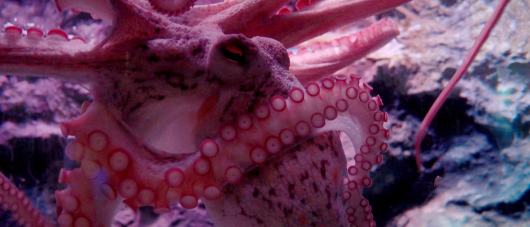 These Species Can Recode Their Own Genetics