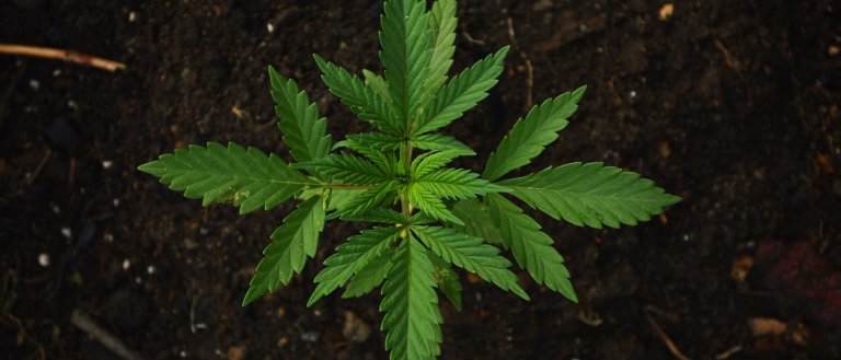 cannabidiol cannabis epilepsy