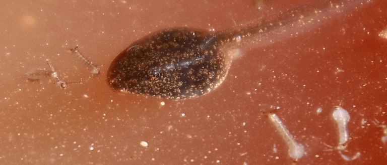 Scientists Grafted Eyes Onto a Blind Organism’s Back, and It Could See