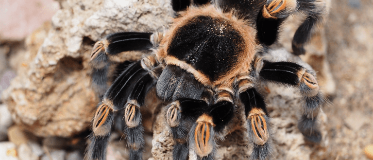 New Biology: More Than 50 Spider Species Were Just Discovered