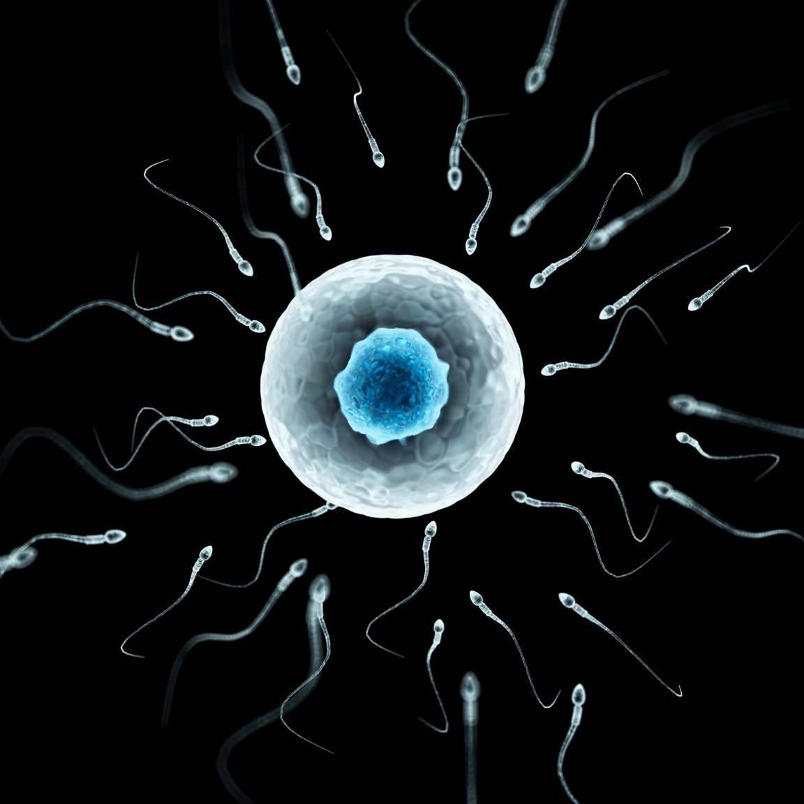 male contraception sperm fertilisation overpopulation egg