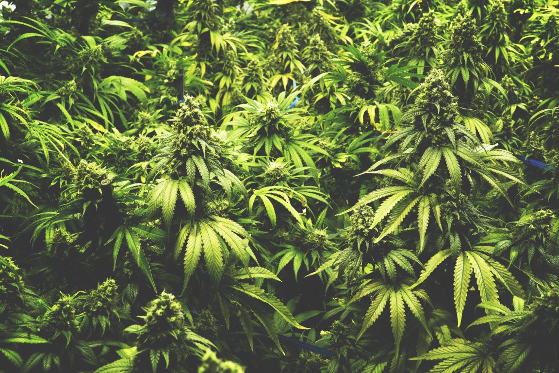 cannabis thc dementia reversing aging