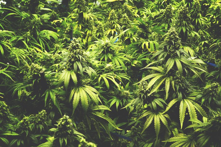 cannabis thc dementia reversing aging