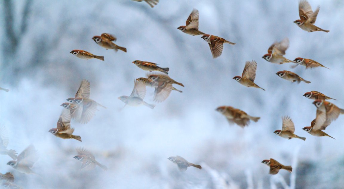 climate change extinction migratory songbirds