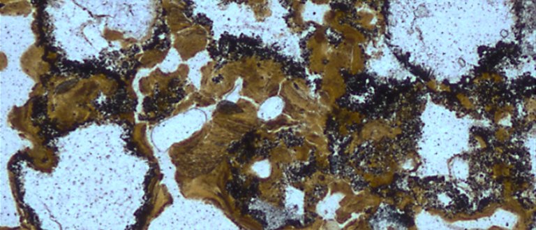 New Fossil Evidence Suggests Life May Have Originated on Land and Not in the Oceans