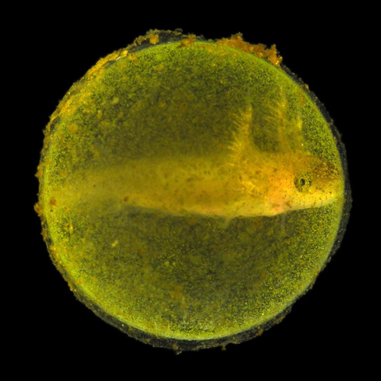 We Have a New Understanding of the Rarest Symbiotic Relationship in Nature