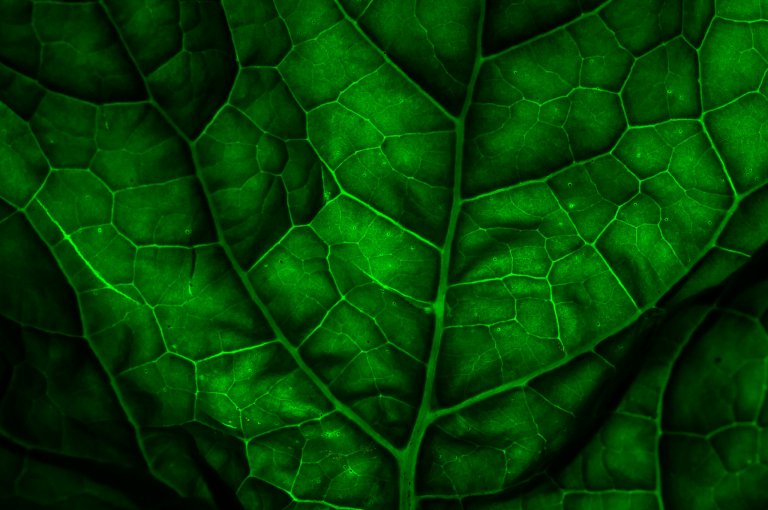 Breakthrough Research Has Made Synthetic Photosynthesis Possible