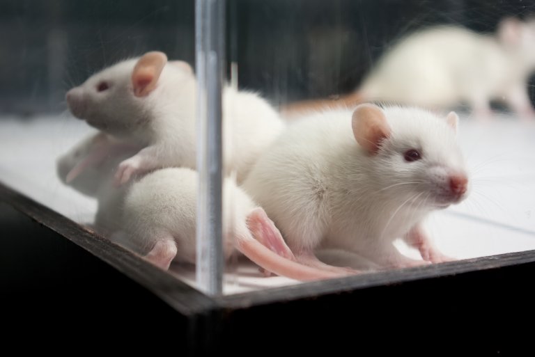 A New Tool Could Help Us Finally Eliminate Animal Testing