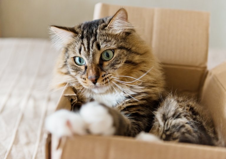 How Schrödinger’s Cat Helps Explain the New Findings About the Quantum Zeno Effect