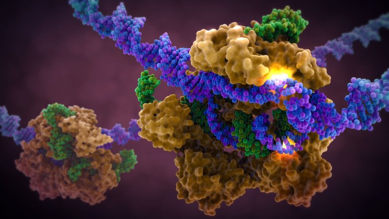 crispr gene editing