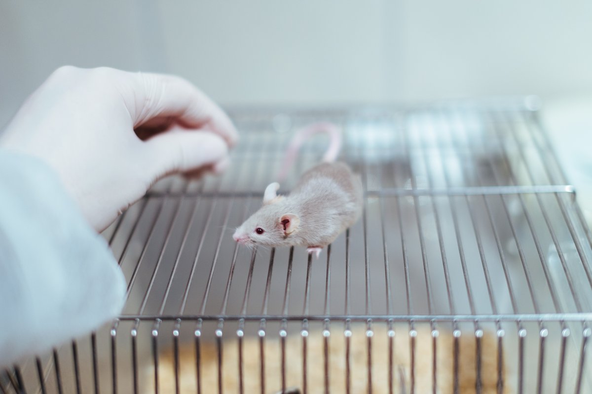 Head Rats Working Head Transplant Doctor Reports Successful Repair of Spinal Cord in Rats