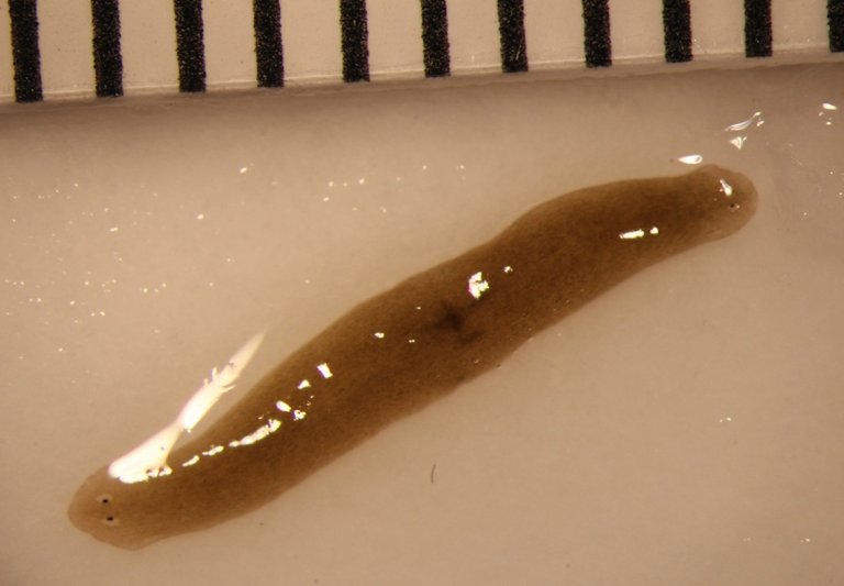 Scientists Hypothesize That Space Travel Caused This Worm To Grow Two Heads