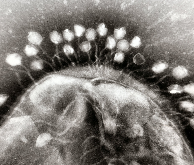 Scientists Modify Viruses with CRISPR to Kill Antibiotic-Resistant Bacteria