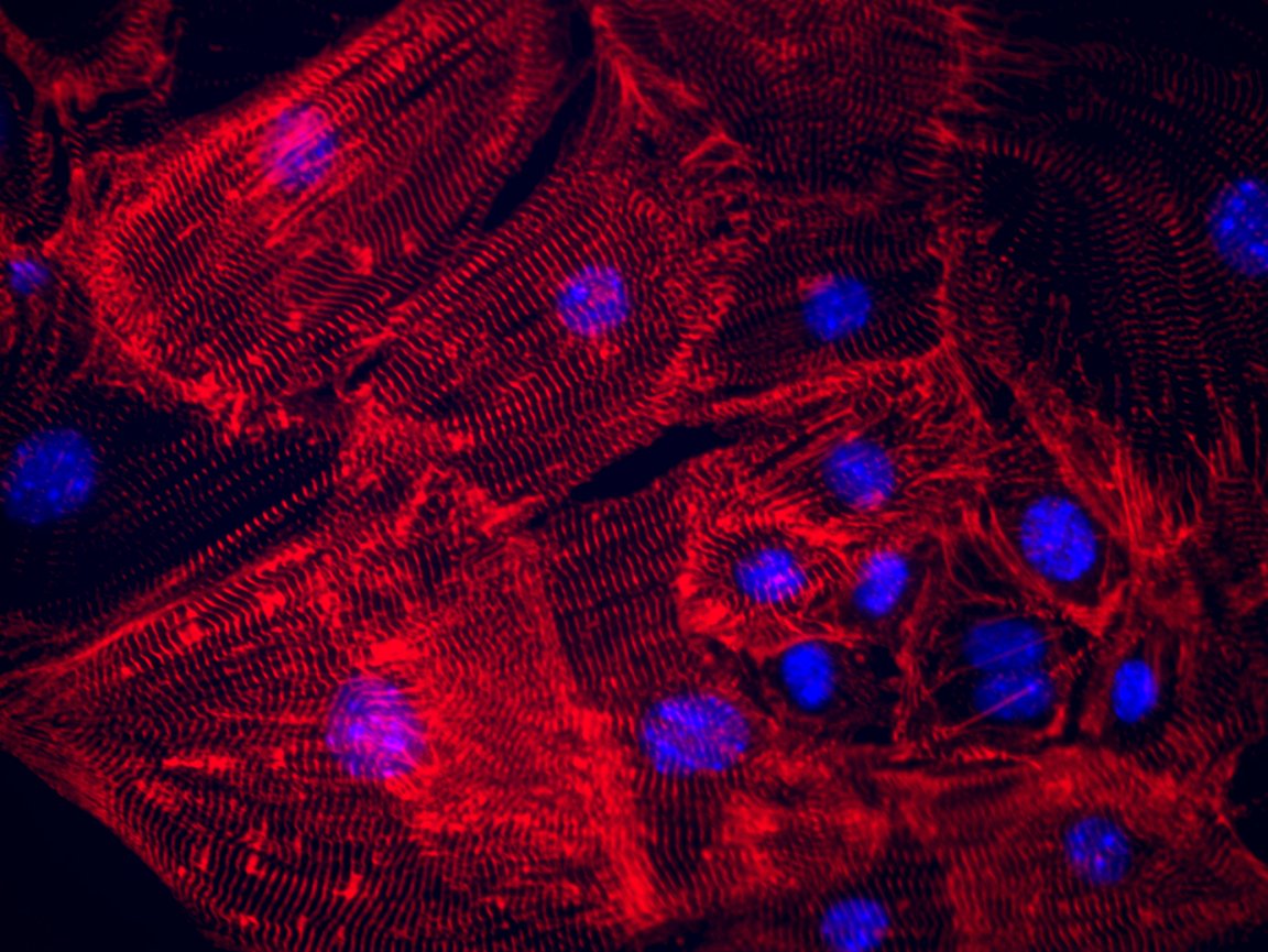 organ regeneration genetics evolution