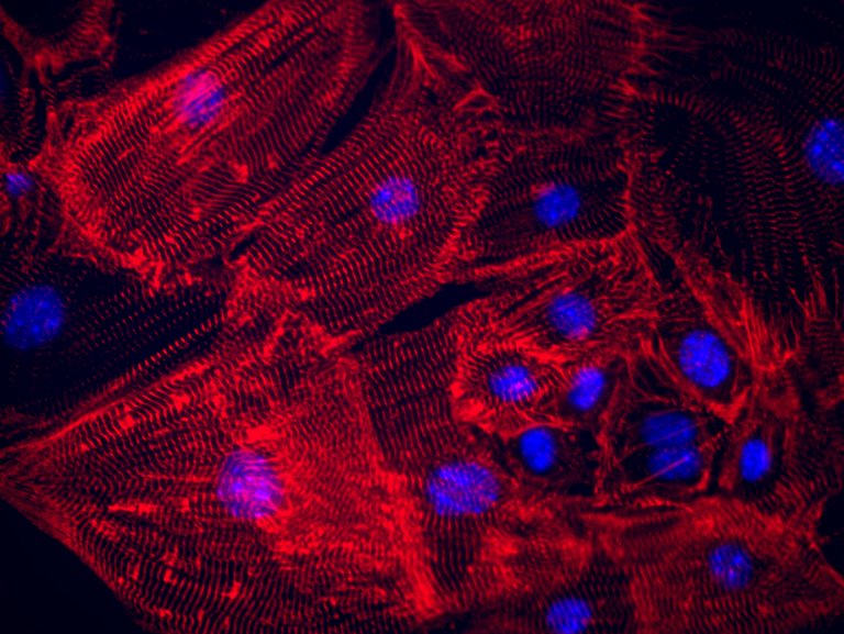 organ regeneration genetics evolution