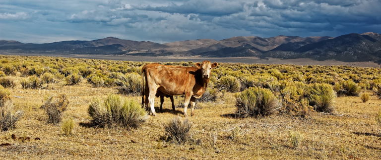 global warming climate change cows crispr