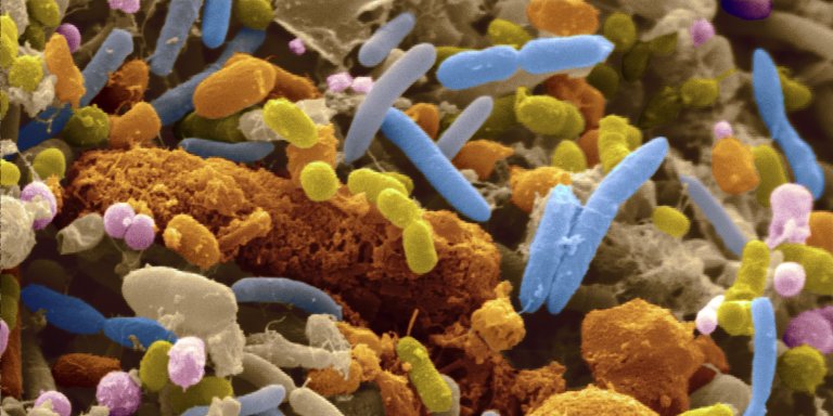 New Study Finds Gut Bacteria May Inhibit Cancer Drugs