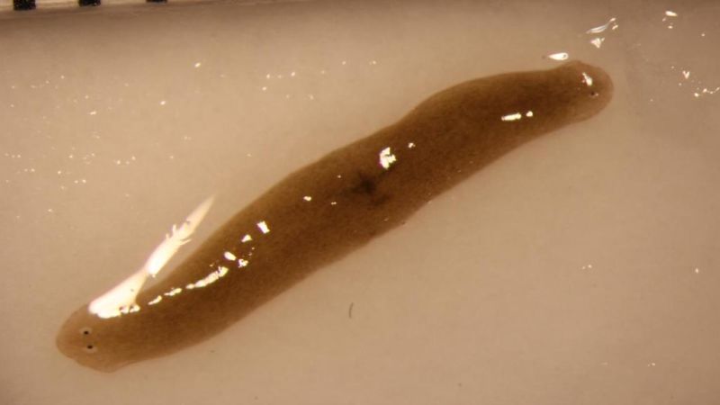 Image credit: Junji Morokuma, Allen Discovery Center at Tufts University