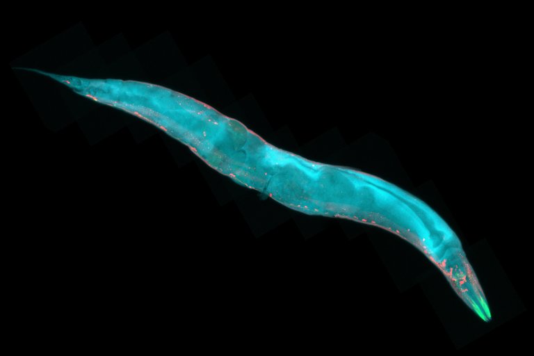This Study Could Help Extend the Human Lifespan