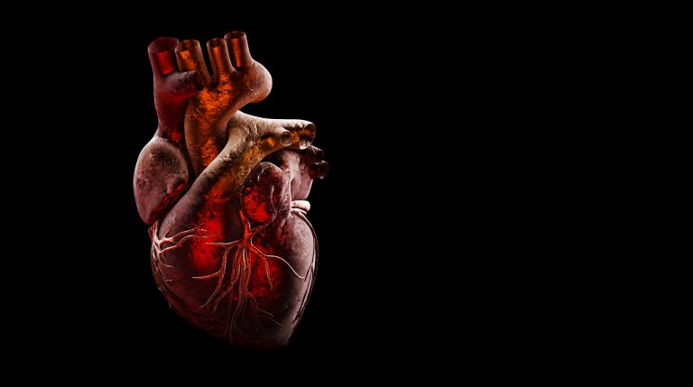New Discovery Brings Us One Step Closer to Growing Replacement Organs