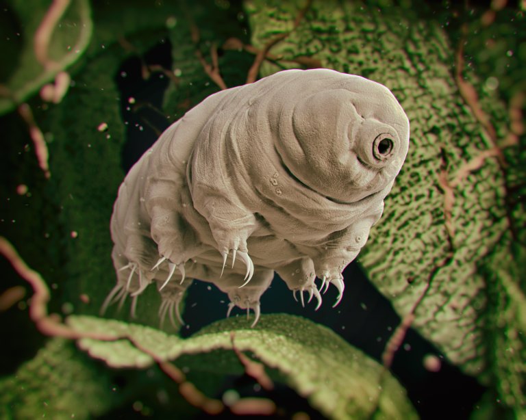 Water Bears Could One Day Outlive Everything Except the Sun Itself