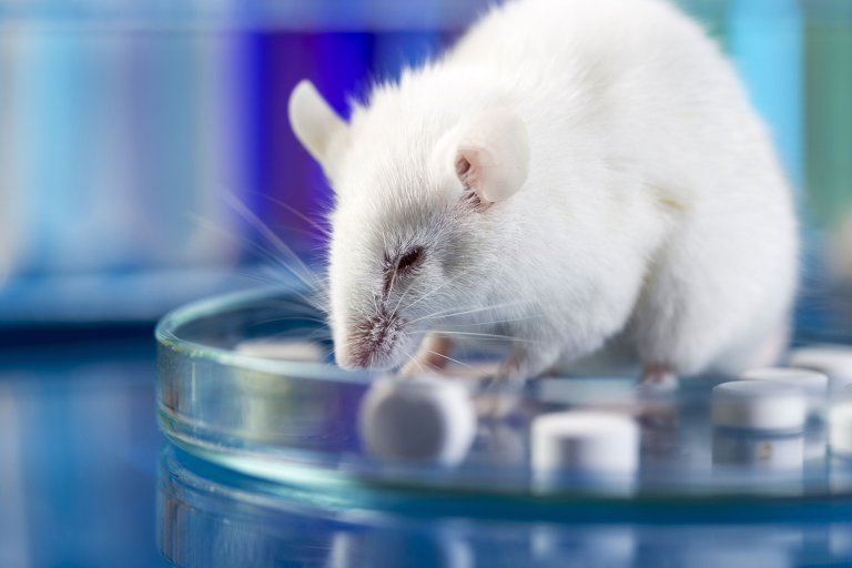 animal testing research models
