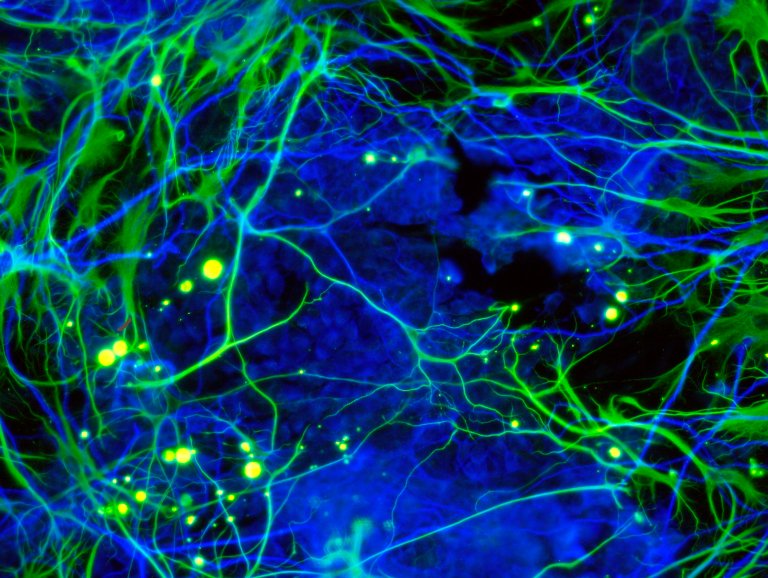 Scientists Successfully Slow Aging in Mice Using Stem Cells