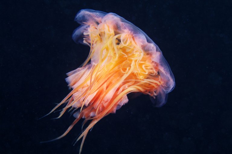 “Bioinspired” Researchers Look to Nature to Solve Humanity’s Biggest Problems