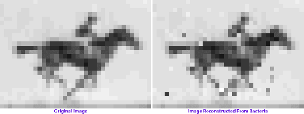 *5* Scientists Just Used CRISPR to Encode a GIF into Bacteria