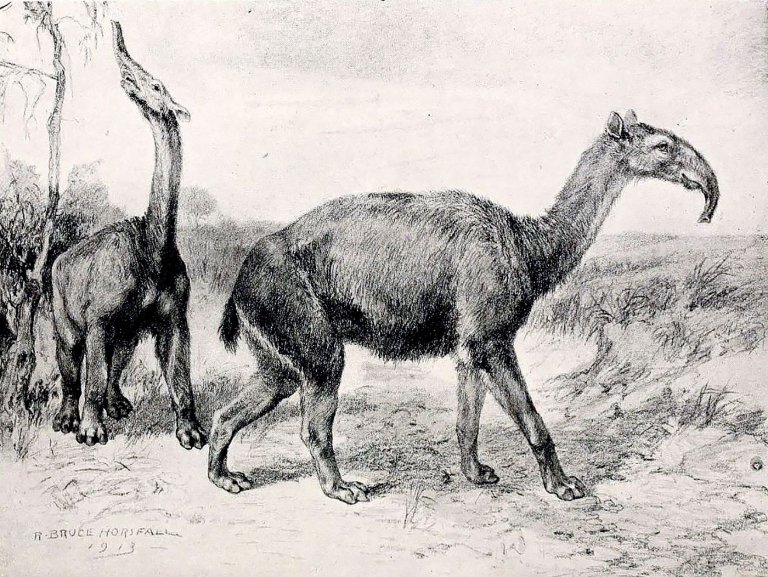 A Strange Creature Discovered by Darwin Has Baffled Researchers for Decades