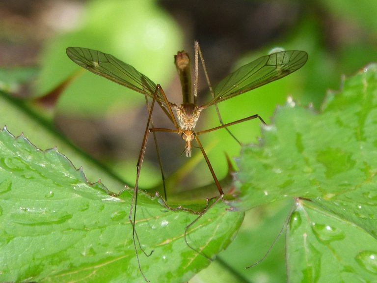 A Branch of Google’s Parent Company is Releasing 20 Million Mosquitos in California to Fight Zika