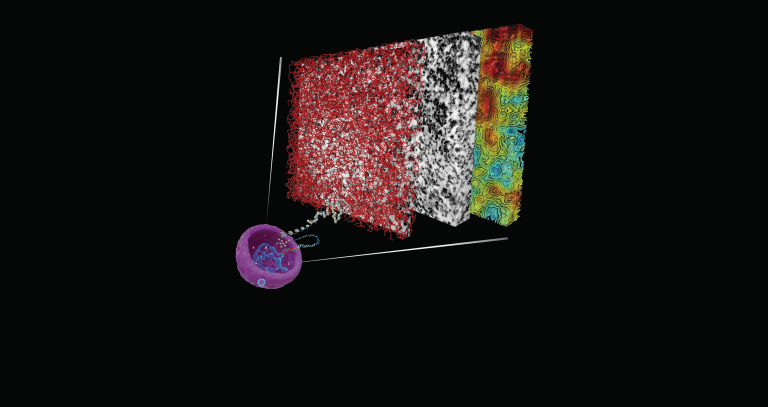 Scientists Unravel the Mystery of DNA Organization