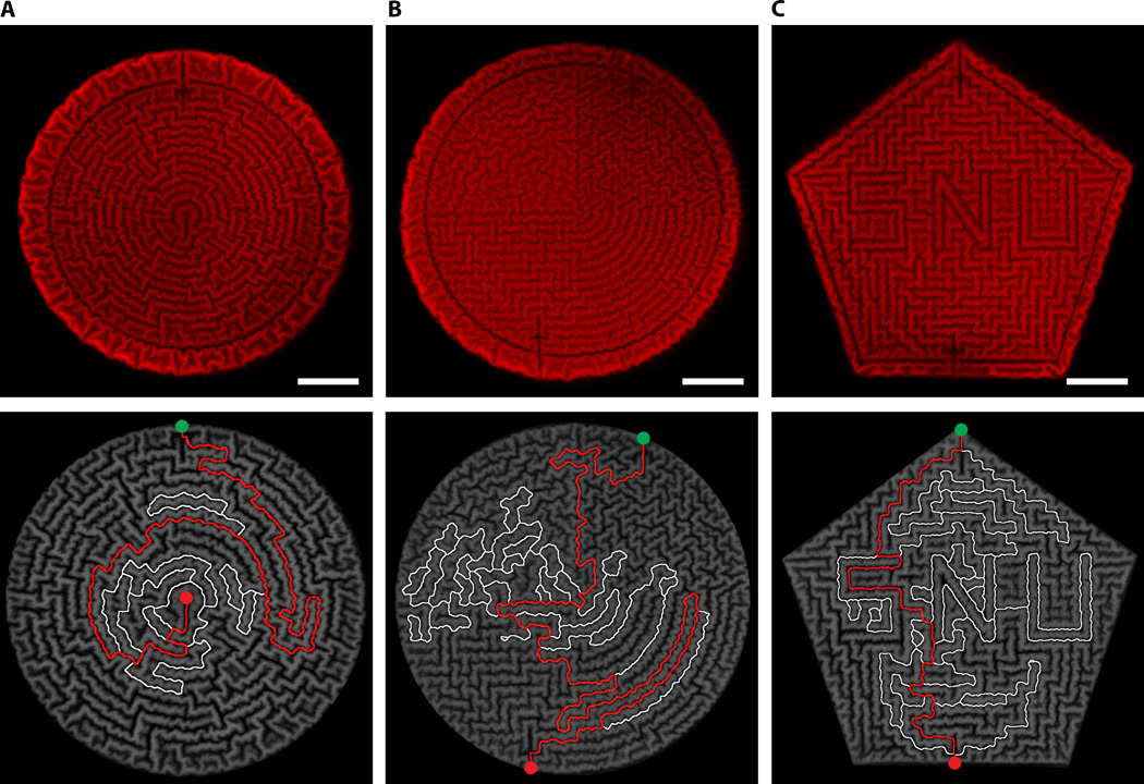 Image Credit: Bae, Bae, Yoon, Park, Kim, Kwon, and Park/Science