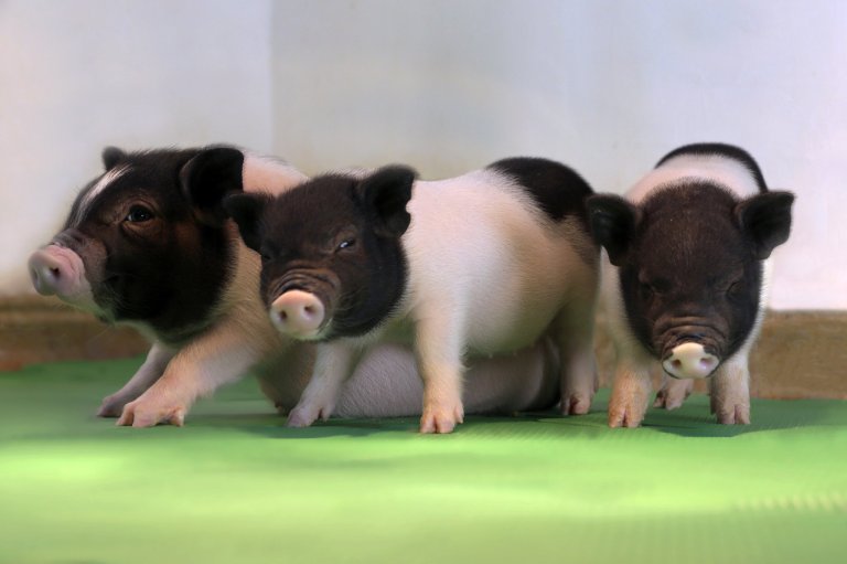 A New Gene Editing Breakthrough Could Allow Us to Transplant Pig Organs Into Humans