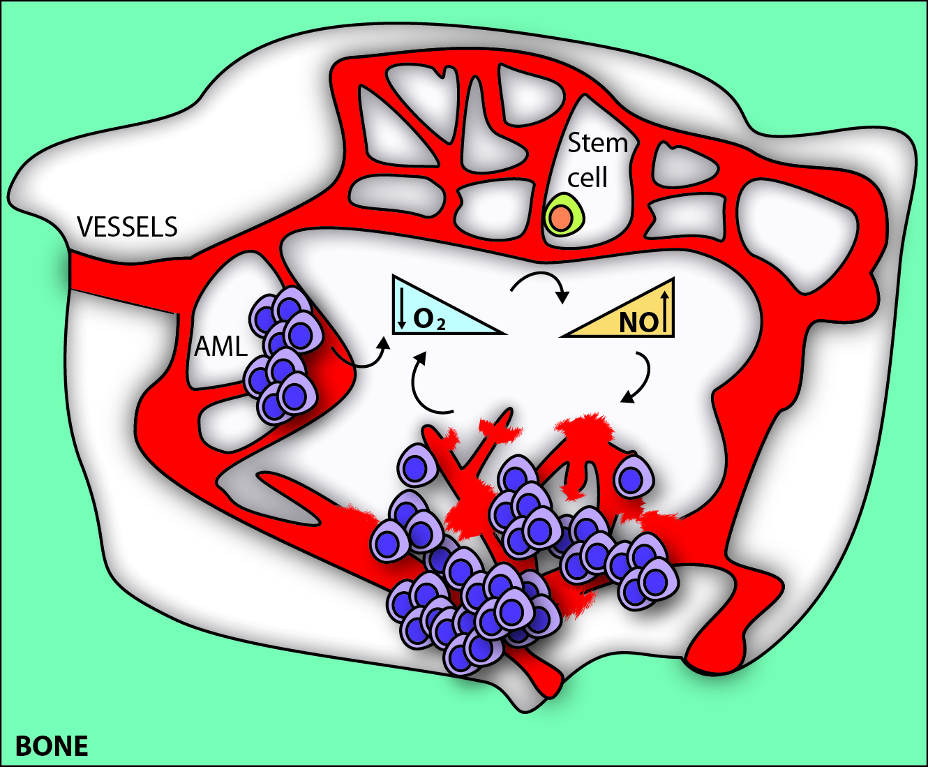 Image Credit: Diana Passaro