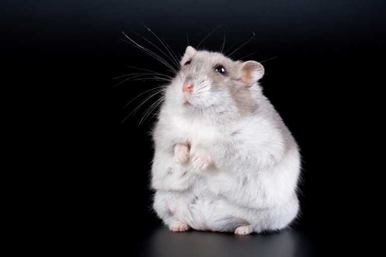 Scientists Discovered a Protein that Could Lead to a Treatment for Obesity
