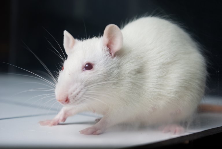 Scientists Reversed Glaucoma in Mice With the Help of a Single Gene