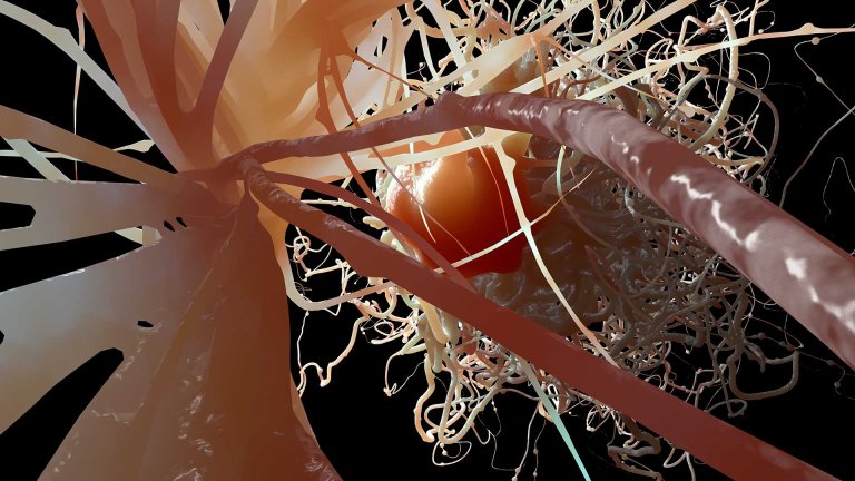Biologists Identify New Source for Brain’s Development