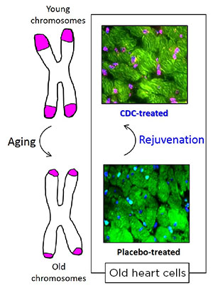 stem cells aging anti-aging research medicine
