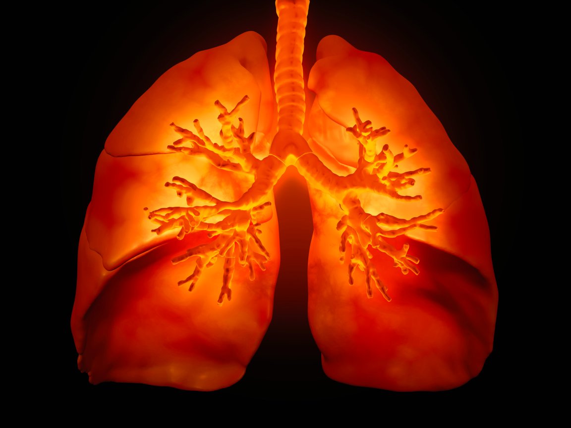 lungs lung disease bioengineering organ transplants